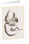 Skull of Indian Elephant by Anonymous