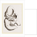 Skull of Indian Elephant by Anonymous