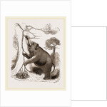 Elephant browsing by Anonymous