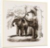 Young elephants browsing by Anonymous