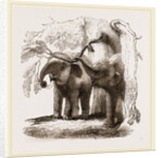 Young elephants browsing by Anonymous