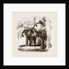 Young elephants browsing by Anonymous