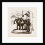 Young elephants browsing by Anonymous