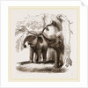 Young elephants browsing by Anonymous