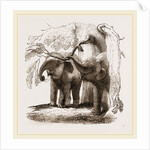 Young elephants browsing by Anonymous