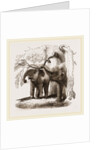 Young elephants browsing by Anonymous