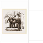 Young elephants browsing by Anonymous