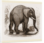 African Elephant by Anonymous