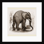 African Elephant by Anonymous