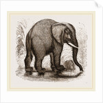 African Elephant by Anonymous