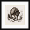 Asiatic Elephant by Anonymous