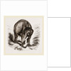 Asiatic Elephant by Anonymous