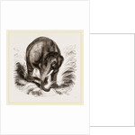 Asiatic Elephant by Anonymous