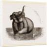 Elephant of the Jardin des Plantes by Anonymous