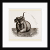 Elephant of the Jardin des Plantes by Anonymous