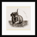 Elephant of the Jardin des Plantes by Anonymous
