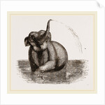 Elephant of the Jardin des Plantes by Anonymous