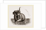 Elephant of the Jardin des Plantes by Anonymous