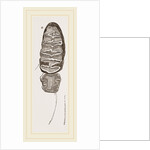 Teeth of African Elephant by Anonymous