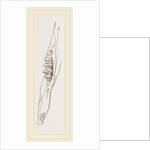 Teeth of Common Hare by Anonymous