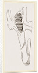 Teeth of Common Hare by Anonymous