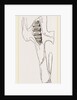 Teeth of Common Hare by Anonymous