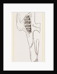 Teeth of Common Hare by Anonymous