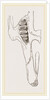 Teeth of Common Hare by Anonymous