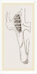 Teeth of Common Hare by Anonymous