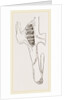 Teeth of Common Hare by Anonymous