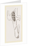 Teeth of Common Hare by Anonymous