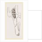 Teeth of Common Hare by Anonymous