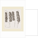 Teeth of Agouti by Anonymous