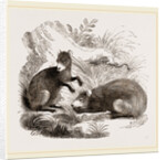 Common Agouti by Anonymous