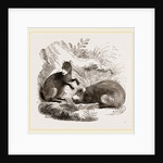 Common Agouti by Anonymous