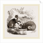 Common Agouti by Anonymous