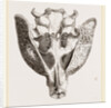 Upper jaw of Paca by Anonymous