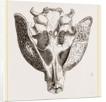 Upper jaw of Paca by Anonymous
