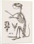 Skeleton of Viscacha by Anonymous