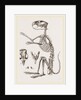 Skeleton of Viscacha by Anonymous