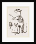 Skeleton of Viscacha by Anonymous