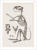 Skeleton of Viscacha by Anonymous