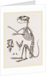 Skeleton of Viscacha by Anonymous