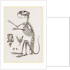 Skeleton of Viscacha by Anonymous
