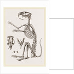 Skeleton of Viscacha by Anonymous