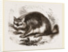 Viscacha by Anonymous