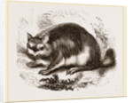 Viscacha by Anonymous