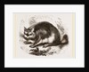 Viscacha by Anonymous