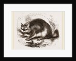 Viscacha by Anonymous