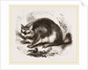 Viscacha by Anonymous